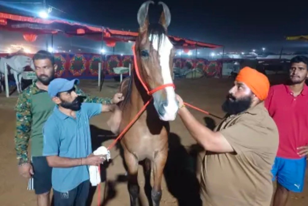 Pushkar Mela 2025: पुष्कर मेले की शान बनी 1 करोड़ की ‘नगीना’, होती है शाही देखभाल, बटोर रही सुर्खियां