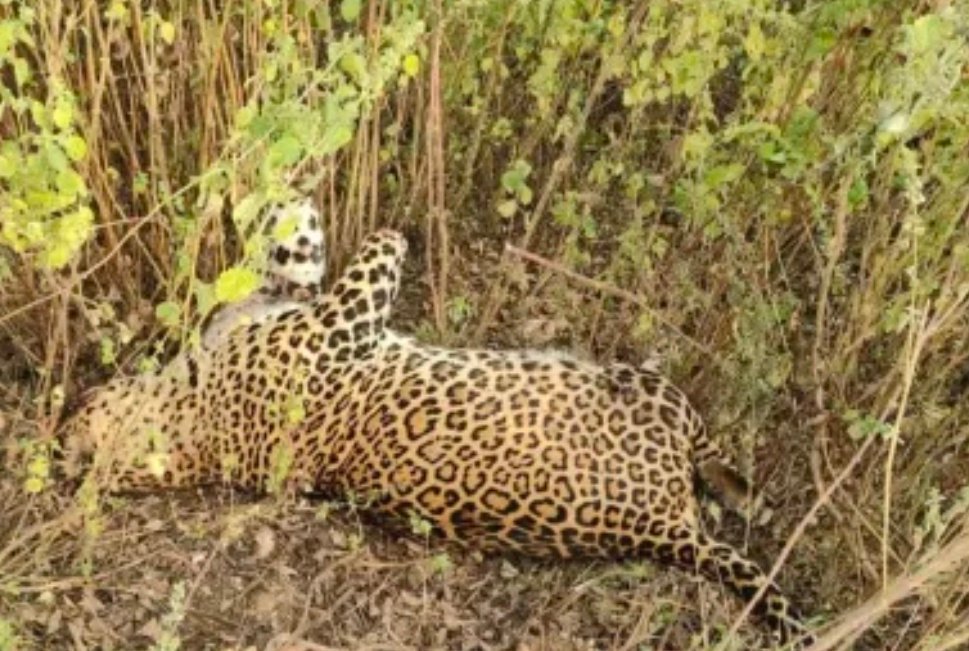 राजस्थान में पैंथर का शिकार, सिर व पैर काट ले गए, वन विभाग में मचा हड़कंप